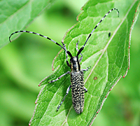 foto van Agapanthia villosoviridescens bovenkant