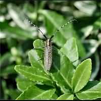 foto van Agapanthia villosoviridescens above view