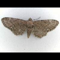 photograph of Eupithecia abbreviata